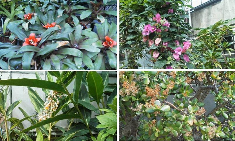 北大植物園温室にて_f0078286_11303560.jpg