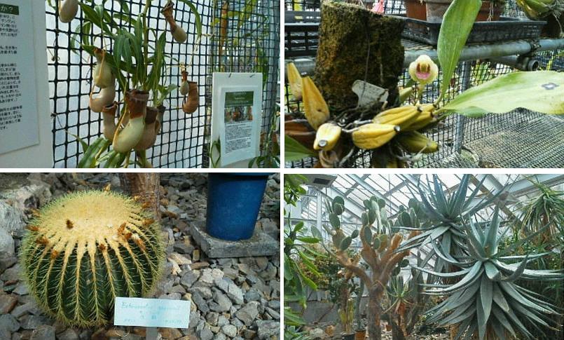北大植物園温室にて_f0078286_11310570.jpg