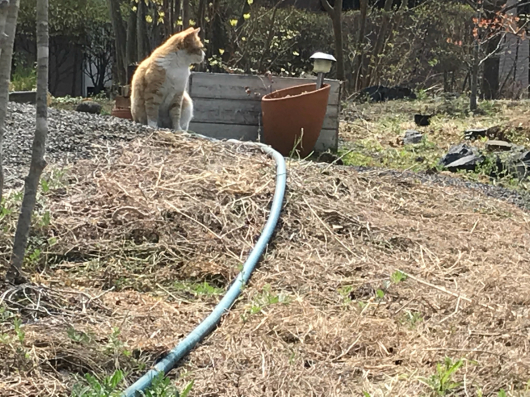 チャコちゃんアラカルトと子猫_d0107787_12490554.jpg