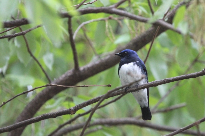 “幸せの青い鳥”オオルリ_f0361087_18331938.jpg