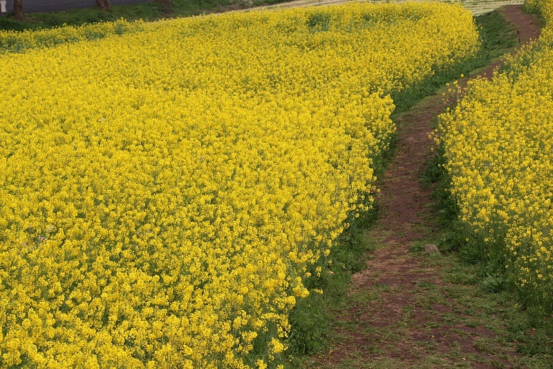 ガイドブログ_a0333195_15404251.jpg