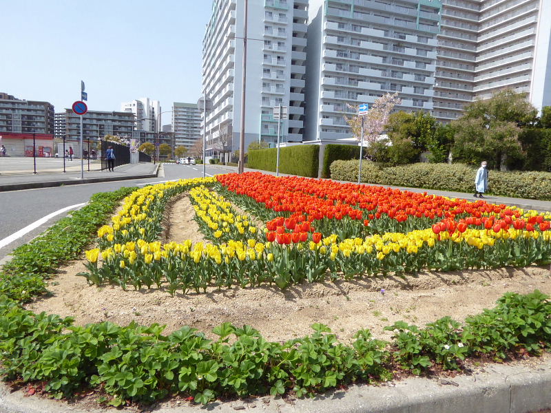 大島桜・八重桜・シラー・紅要黐・チューリップ・ハクセキレイ・カルガモ・カイツブリ・ツバメ_d0261298_2225226.jpg