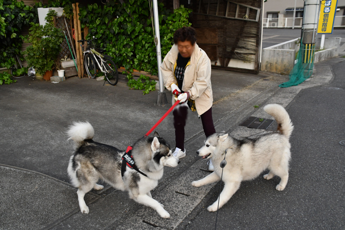 小さいのと大きいの、どっちが好き？　(^_^;)_c0049299_23231958.jpg