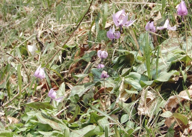 e0025300_20305255.jpg