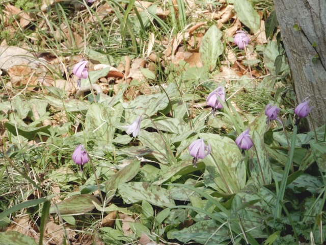 e0025300_20312740.jpg