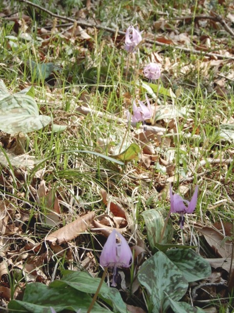 e0025300_20324099.jpg