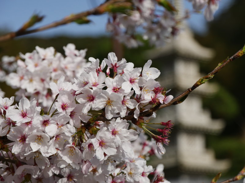 桜　PartⅢ_b0165802_21313644.jpg