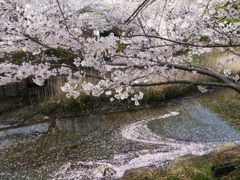 桜　PartⅢ_b0165802_21321149.jpg