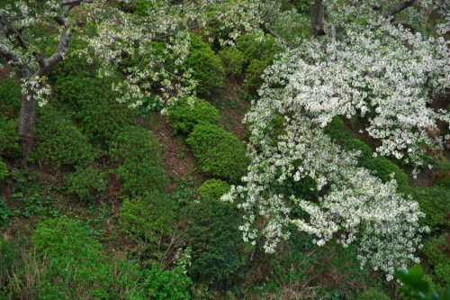 a0263109_10145236.jpg