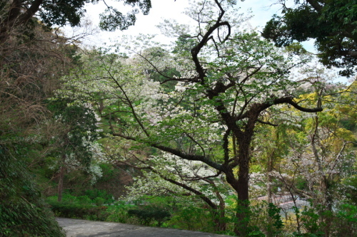a0263109_10161030.jpg