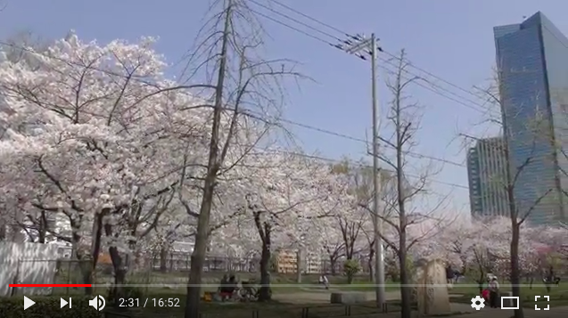 アイラブジャパン：「外国人は今見る桜は１９４５年以降平和祈願で植樹されたことを知ってください！」_a0348309_11472624.png