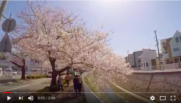 アイラブジャパン：「外国人は今見る桜は１９４５年以降平和祈願で植樹されたことを知ってください！」_a0348309_1148216.png