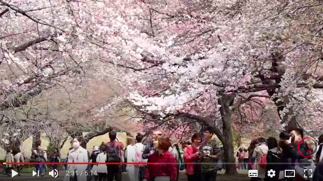 アイラブジャパン：「外国人は今見る桜は１９４５年以降平和祈願で植樹されたことを知ってください！」_a0348309_11505432.png