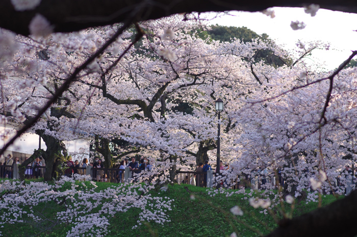 千鳥ヶ淵、北の丸公園その他の花たちも_b0151409_21022573.jpg