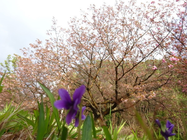 八重桜も開花 見頃　蕾（西条市船屋東燧緩衝緑地）…2018/4/7_f0231709_13124688.jpg