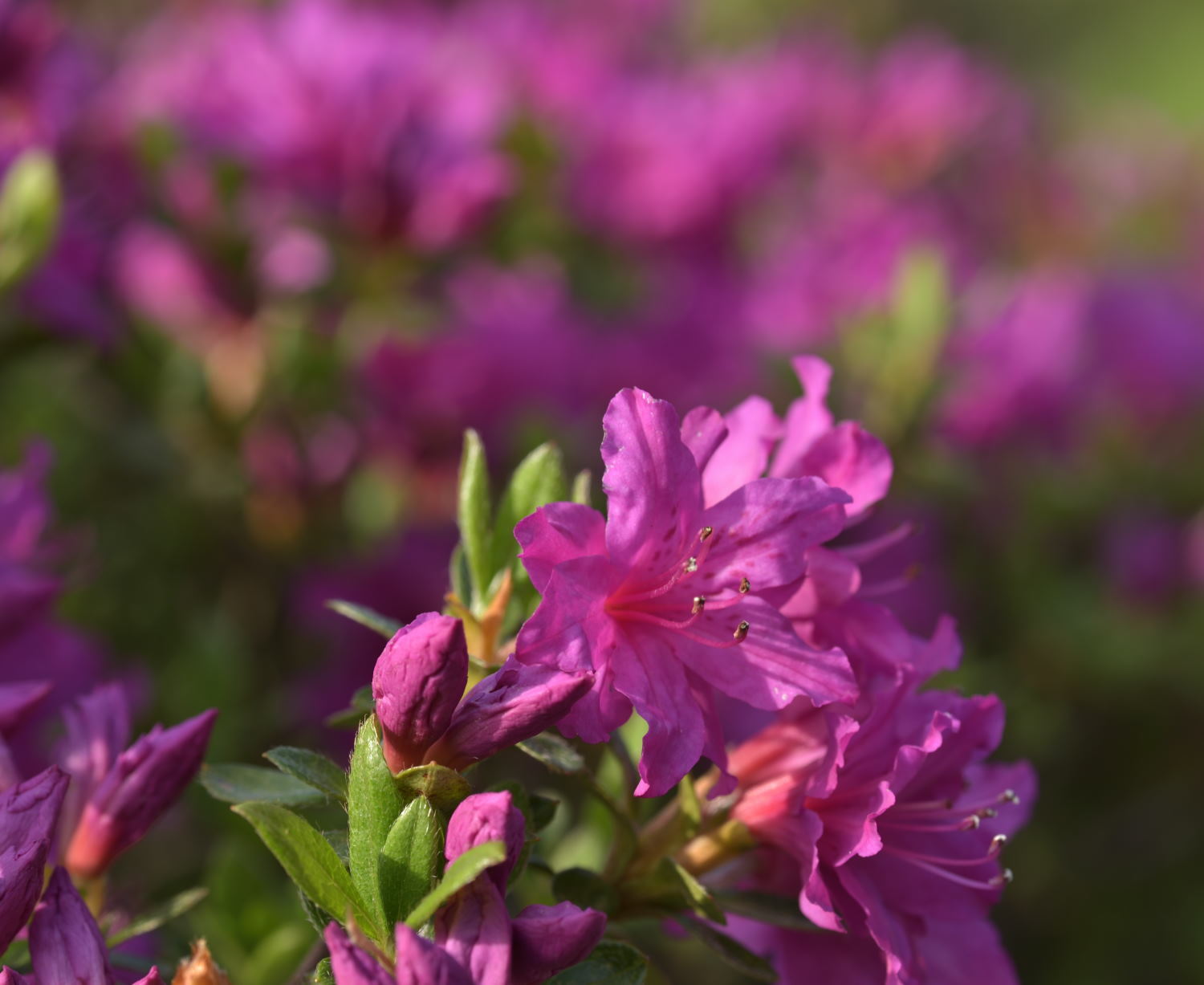 今日の花たち_d0355116_21100883.jpg