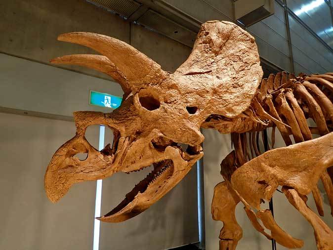 ギガ恐竜展17 角竜類 続々 動物園ありマス ギガ恐竜展17 角竜類 続々 動物園ありマス