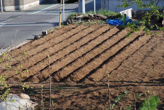 霜の前にじゃがいもの土寄せが終わりました 甲府の野菜畑