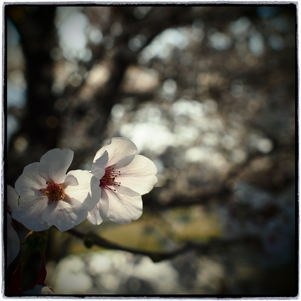 「桧原桜」あれから30年..._a0148431_08323383.jpg