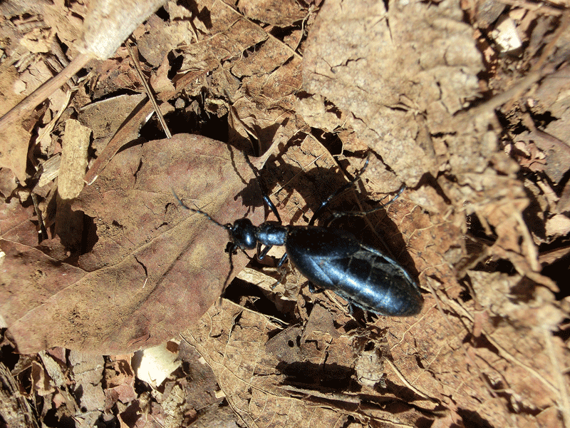 a0126632_18380050.gif