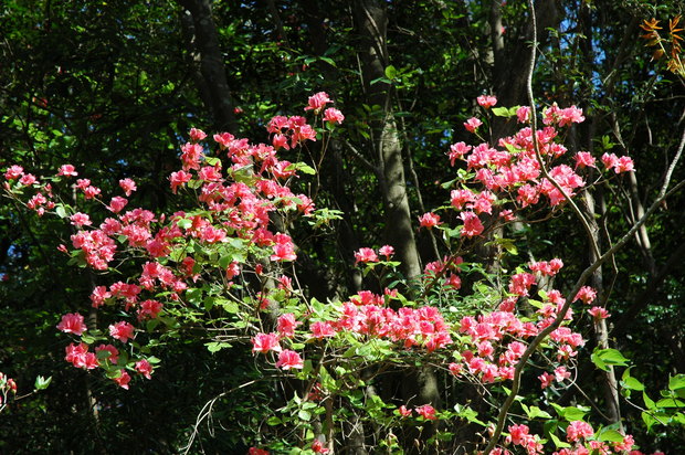e0272335_16233083.jpg