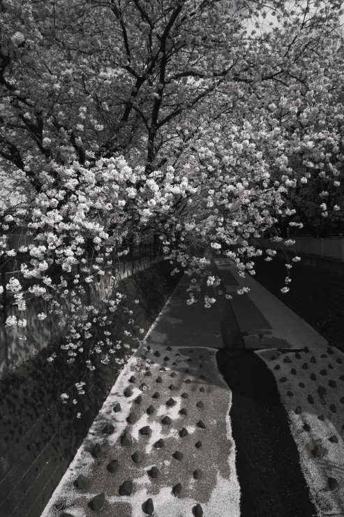 桜（3cut)_e0342136_17432963.jpg