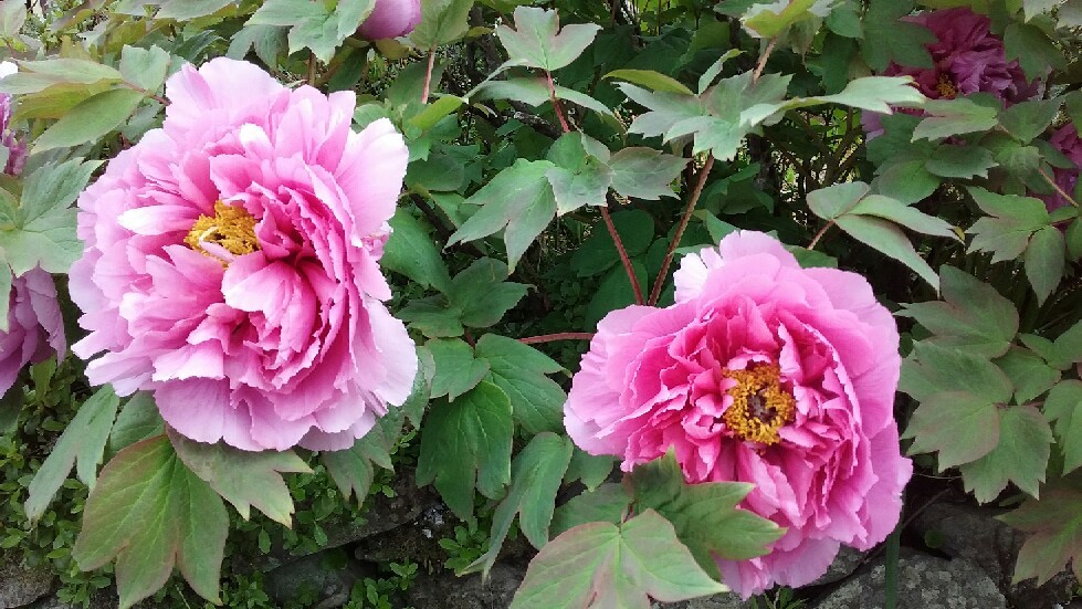 じゃがいもの芽挿し栽培 こうのふぁーむ通信