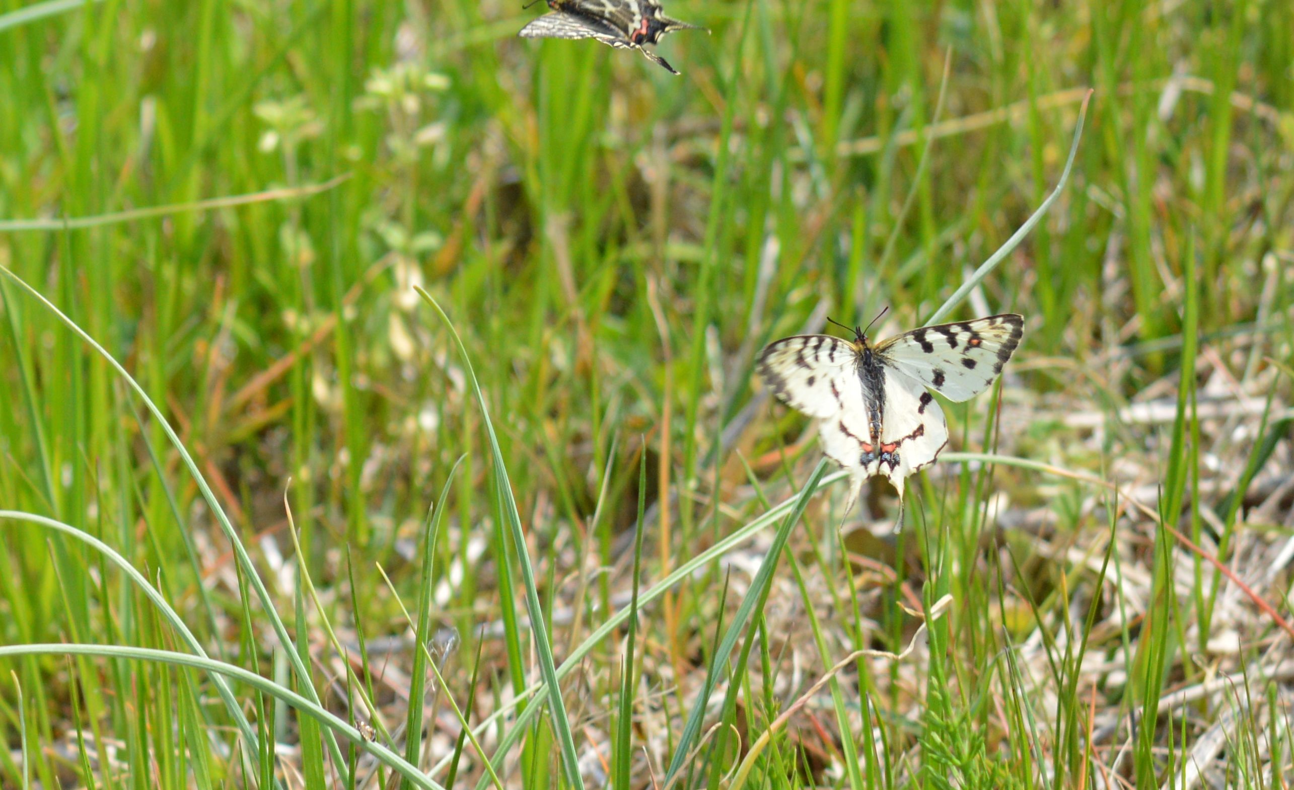 ホソオチョウ 4月3日 岐阜県にて_d0254540_19310448.jpg