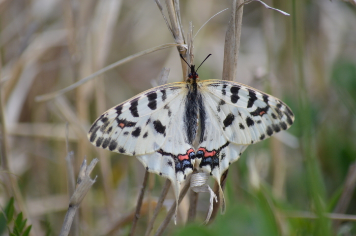ホソオチョウ 4月3日 岐阜県にて_d0254540_20075765.jpg