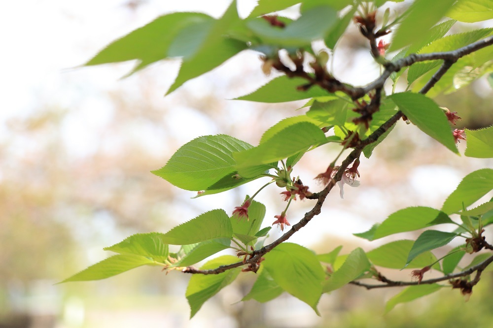 名残の桜_e0353441_23004014.jpg