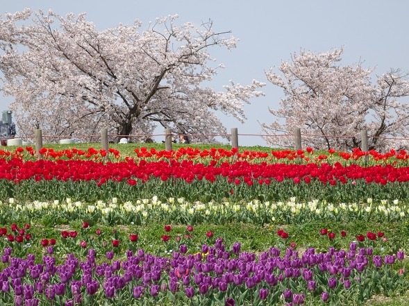 馬見丘陵公園のチューリップと桜 彩の気まぐれ写真