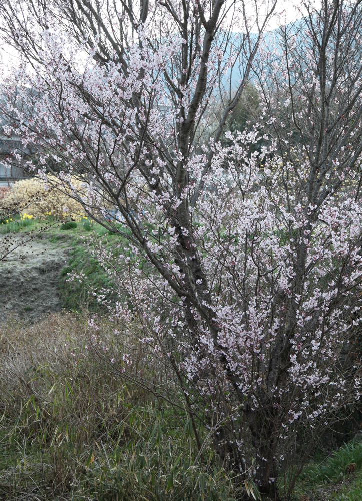 御所市　橋本院　桜　１_c0108146_00343338.jpg