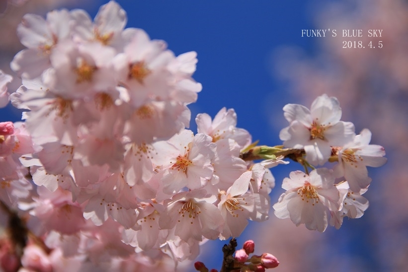 SAKURA*2018　その２【咲きました♪ 晴れました~～♪】_c0145250_08325700.jpg