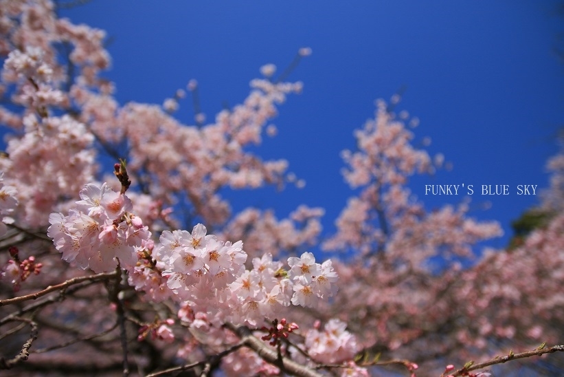 SAKURA*2018　その２【咲きました♪ 晴れました~～♪】_c0145250_08330104.jpg