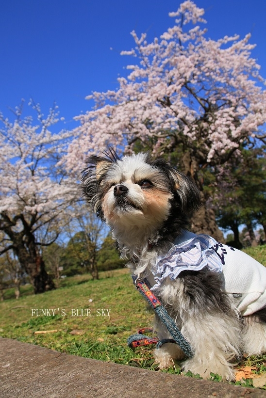 SAKURA*2018　その２【咲きました♪ 晴れました~～♪】_c0145250_08330400.jpg