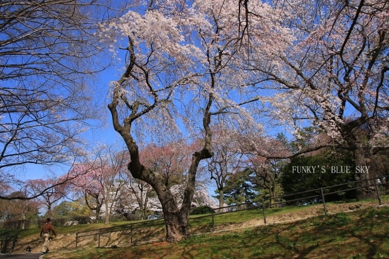 SAKURA*2018　その２【咲きました♪ 晴れました~～♪】_c0145250_08330800.jpg