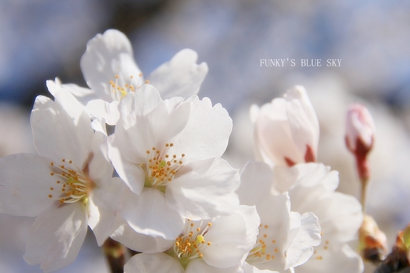 SAKURA*2018　その２【咲きました♪ 晴れました~～♪】_c0145250_08331671.jpg