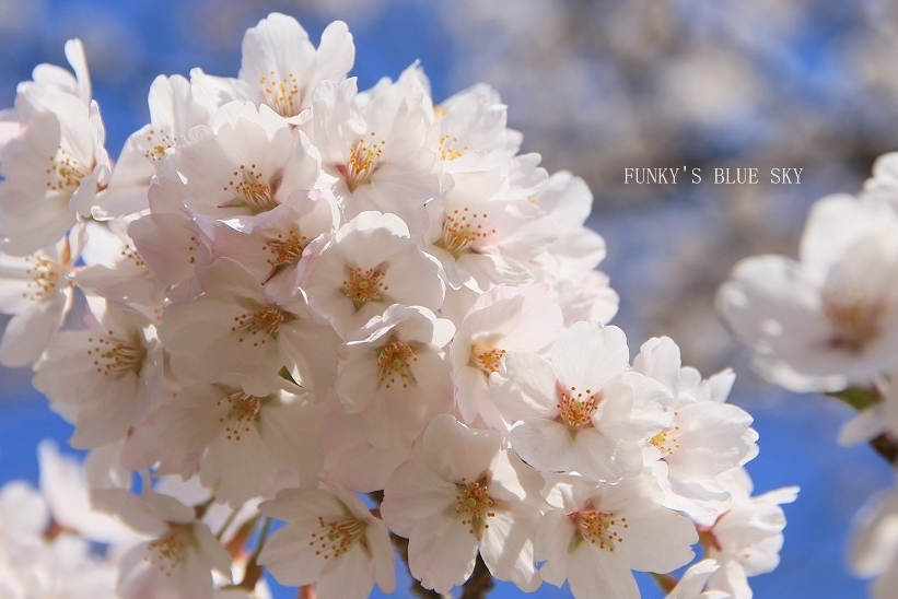 SAKURA*2018　その２【咲きました♪ 晴れました~～♪】_c0145250_08331909.jpg