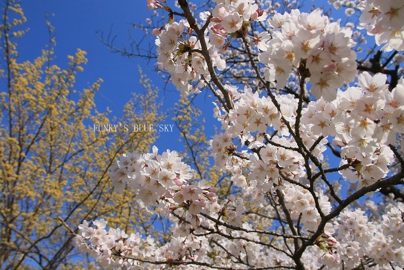 SAKURA*2018　その２【咲きました♪ 晴れました~～♪】_c0145250_08332255.jpg