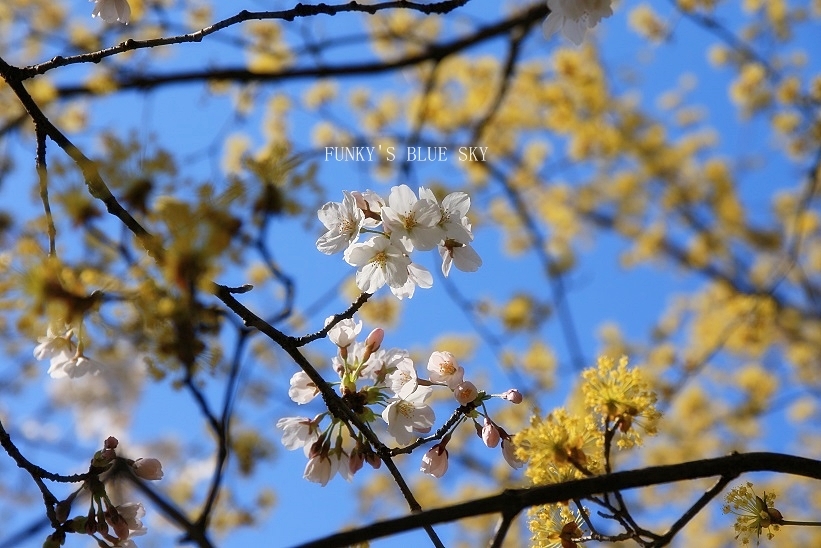 SAKURA*2018　その２【咲きました♪ 晴れました~～♪】_c0145250_08332410.jpg