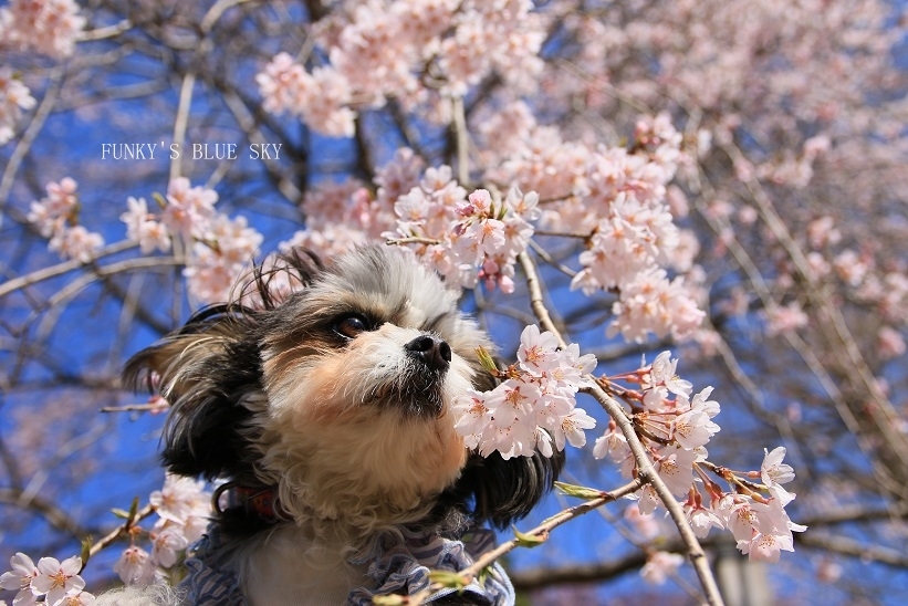 SAKURA*2018　その２【咲きました♪ 晴れました~～♪】_c0145250_08333078.jpg