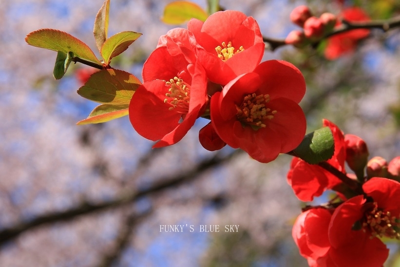 SAKURA*2018　その２【咲きました♪ 晴れました~～♪】_c0145250_08333489.jpg