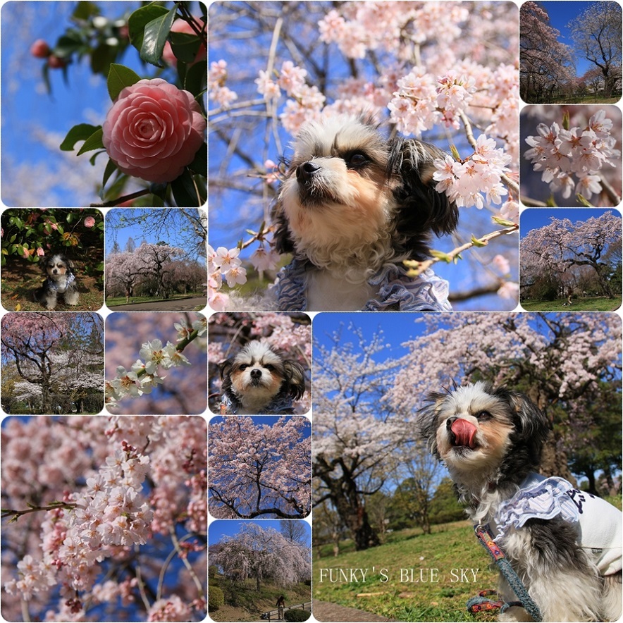 SAKURA*2018　その２【咲きました♪ 晴れました~～♪】_c0145250_08342730.jpg