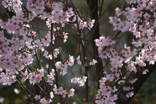 桜の季節に　樹下美術館_a0303951_18322113.jpg