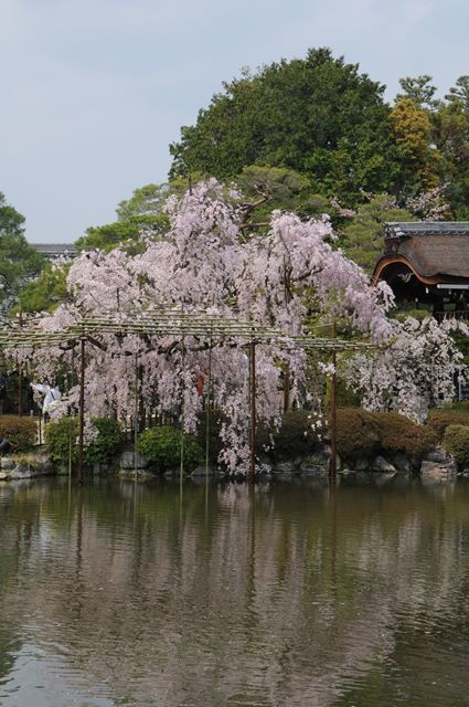 平安神宮の桜_d0033551_11025943.jpg