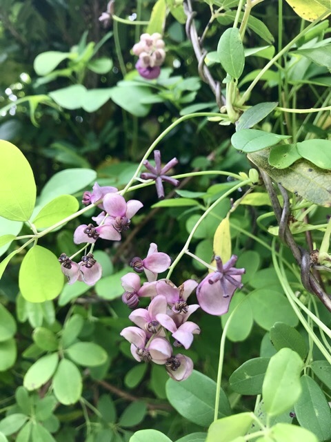 d0156557_10244338.jpeg