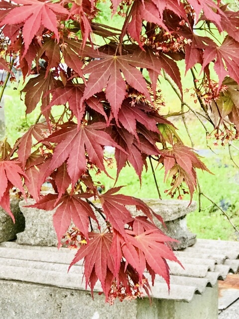 d0156557_10253679.jpeg