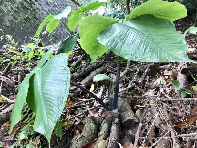 d0156557_10261186.jpeg