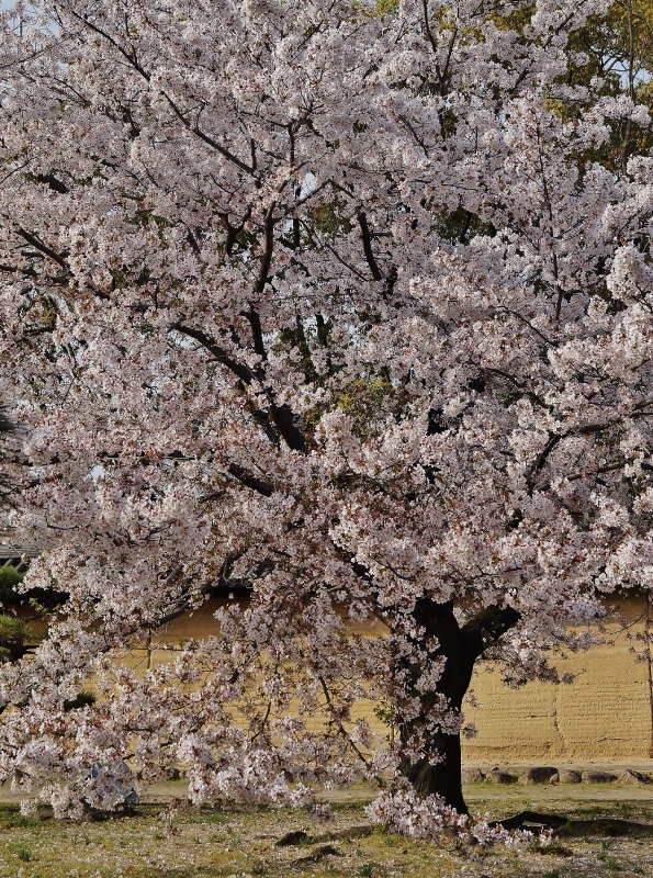 西宮神社の桜_b0063958_10494270.jpg