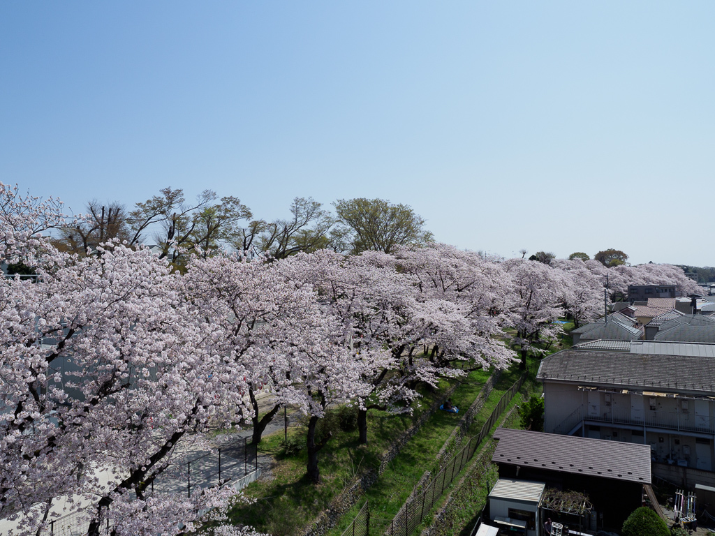 桜 18 羽村堰 幡ヶ谷写真部 写真好き司法書士の写真ブログ